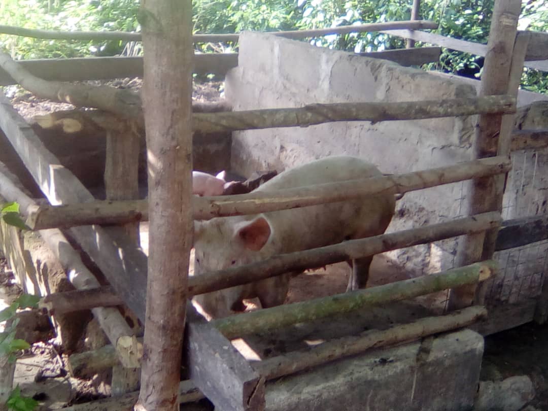 piglets - livestock farming project 3 - Ofie Support Unit 