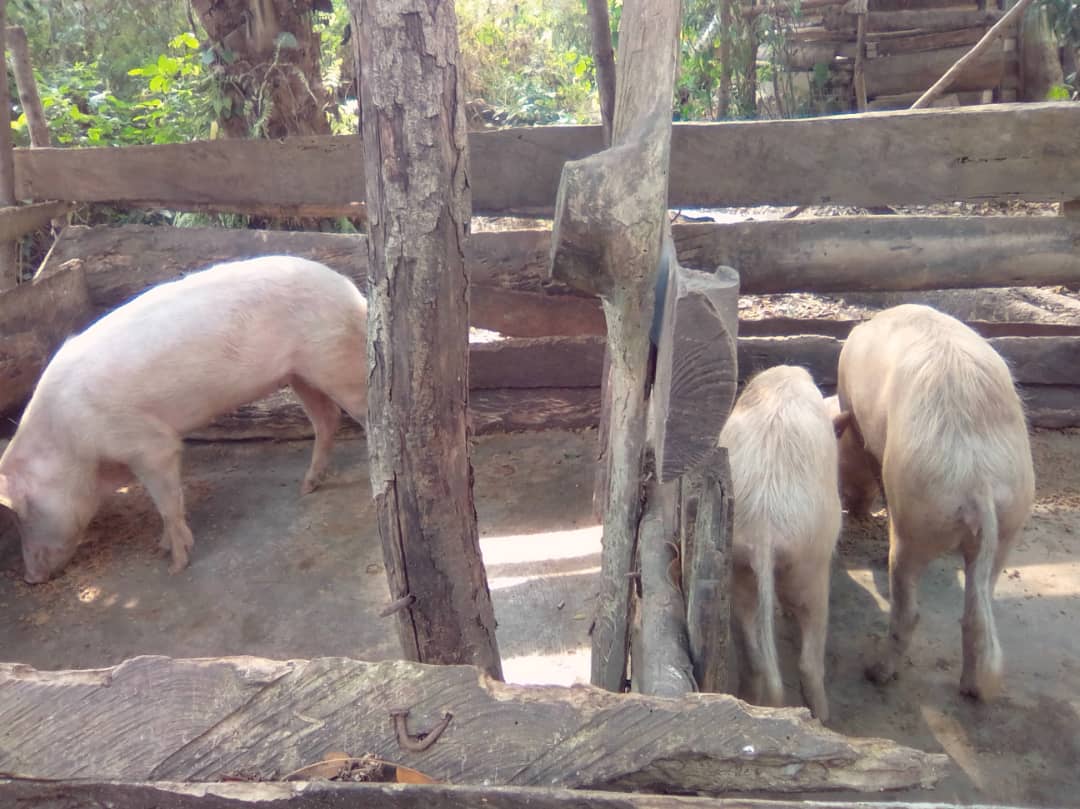 March 2019: livestock farming + cultivation project