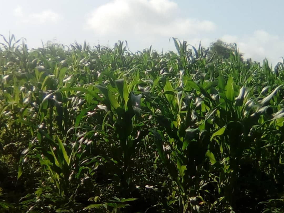Mais & Cassava cultivation (2), June 2018