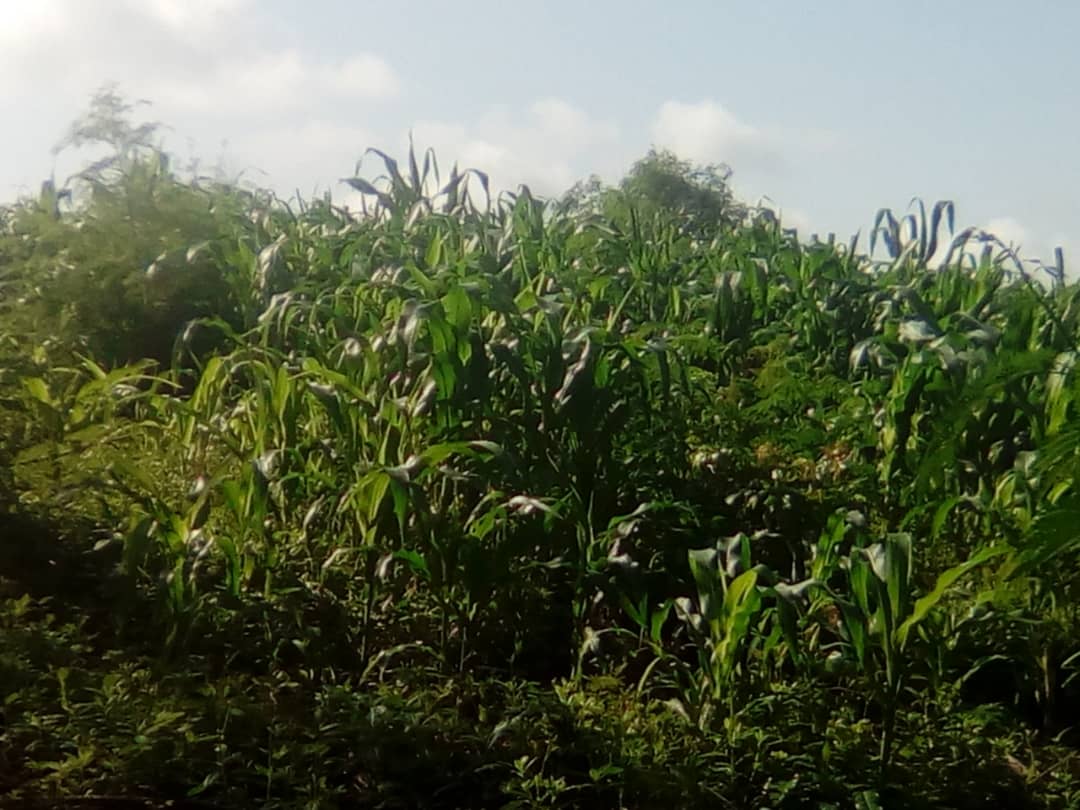 Mais & Cassava cultivation, June 2018