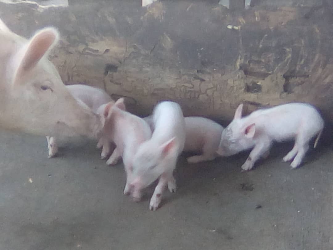 piglets - livestock farming project - Ofie Support Unit 