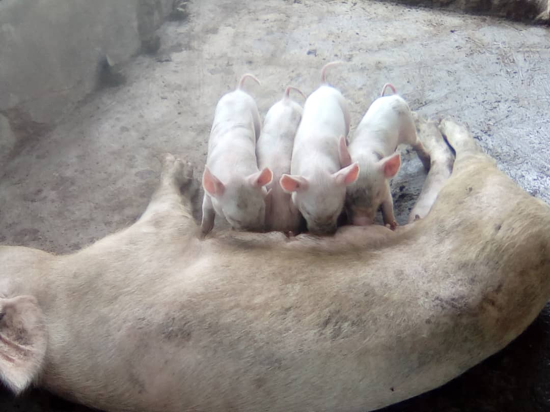 piglets - livestock farming project 2 - Ofie Support Unit 