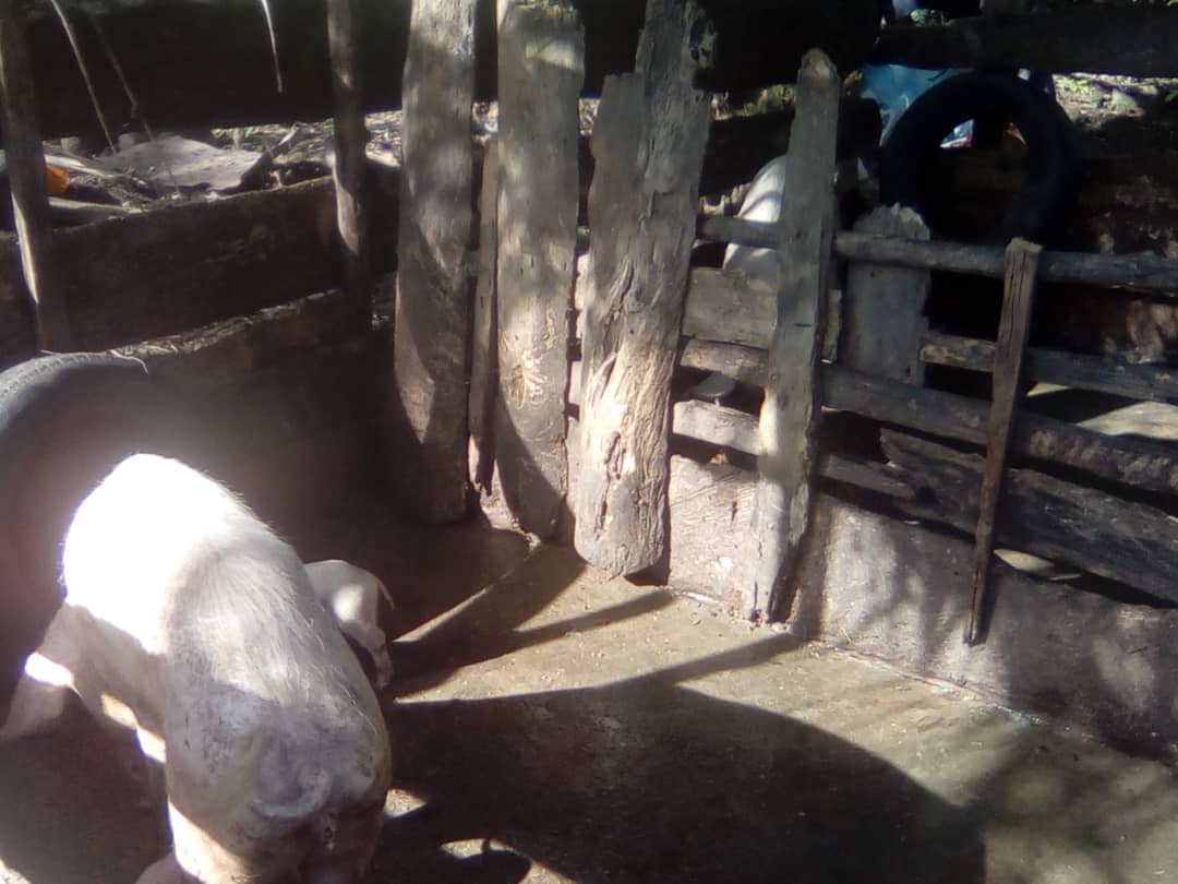 piglets - livestock farming project  5 - Ofie Support Unit 