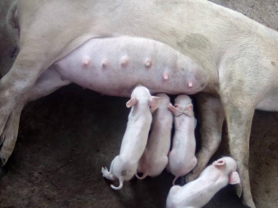 first piglets born in may 2018 (1)