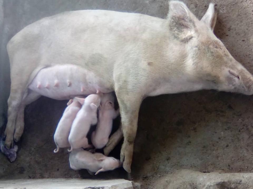 first piglets born in may 2018 (2)