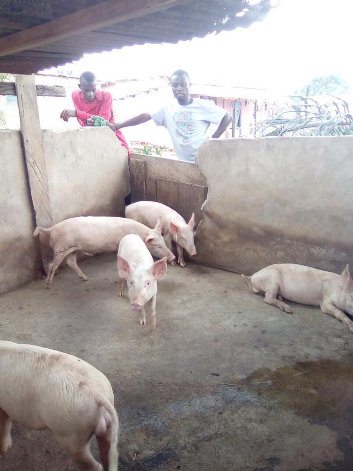 some animals - farming project