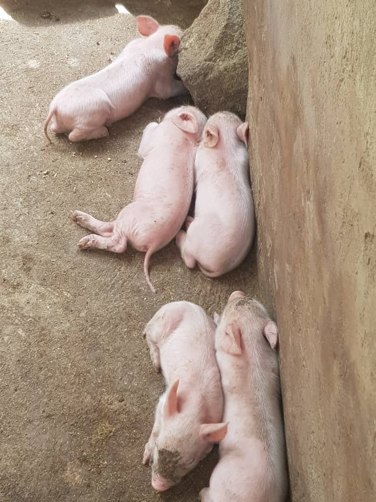 Piglets, Ofie Support Unit 2019 - 6